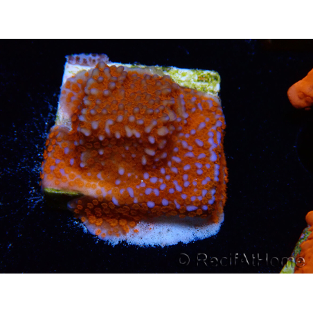WYSIWYG Montipora Superman