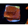 WYSIWYG Montipora Superman
