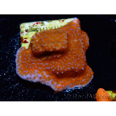 WYSIWYG Montipora Superman