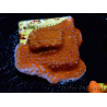 WYSIWYG Montipora Superman