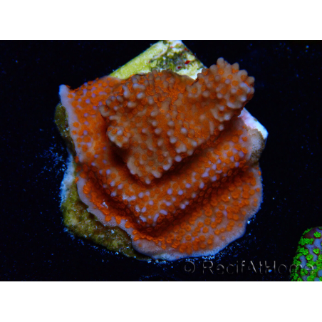 WYSIWYG Montipora Superman