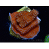WYSIWYG Montipora Superman