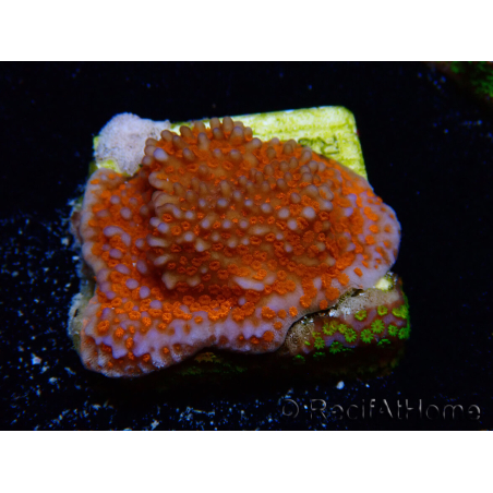 WYSIWYG Montipora Superman 11A4