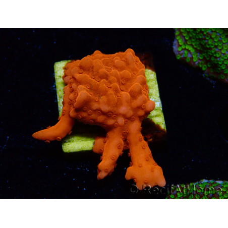 WYSIWYG Montipora Setosa