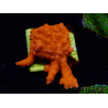 WYSIWYG Montipora Setosa 11A5