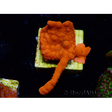 WYSIWYG Montipora Setosa 11A6