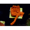 WYSIWYG Montipora Setosa Green Grafted
