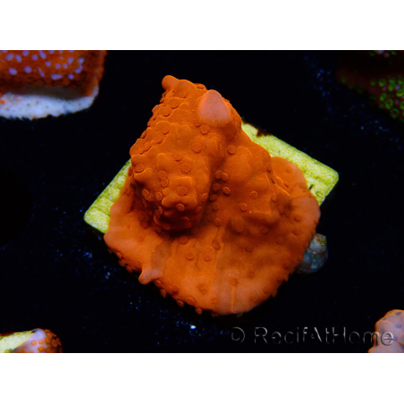 WYSIWYG Montipora Setosa Purple Grafted