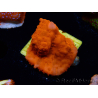 WYSIWYG Montipora Setosa 11A7
