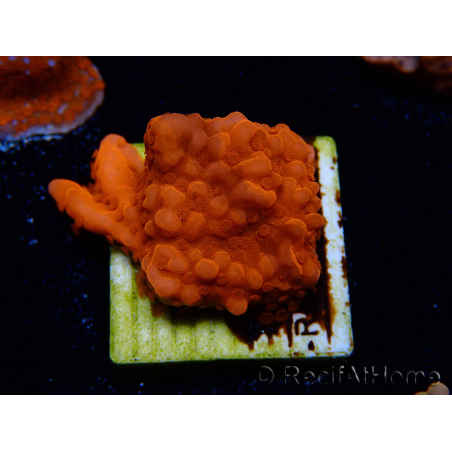 WYSIWYG Montipora Setosa Purple Grafted 11A8