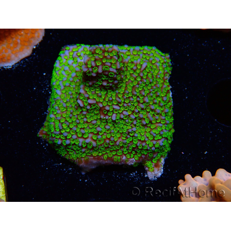 WYSIWYG Montipora Ultraman