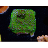 WYSIWYG Montipora Ultraman