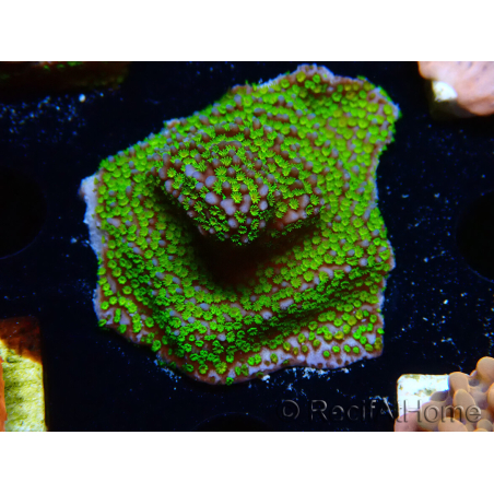 WYSIWYG Montipora Ultraman
