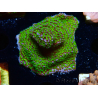 WYSIWYG Montipora Ultraman