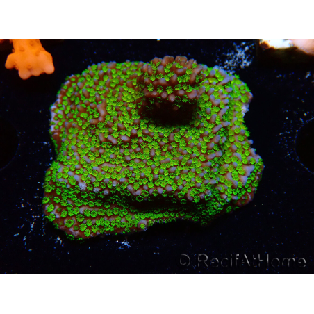 WYSIWYG Montipora ultraman