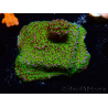 WYSIWYG Montipora ultraman