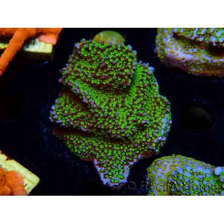 WYSIWYG Montipora Ultraman