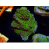 WYSIWYG Montipora Ultraman