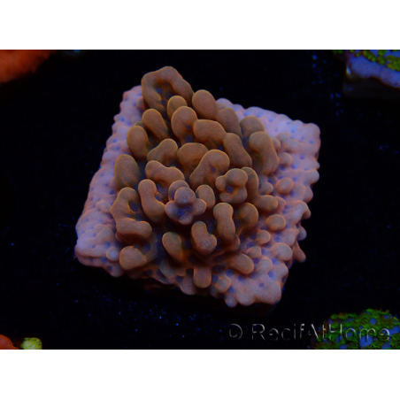 WYSIWYG JF Montipora Altered Ego 11B5