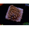 WYSIWYG JF Montipora Altered Ego
