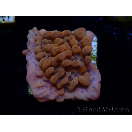 WYSIWYG JF Montipora Altered Ego 11B6