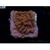 WYSIWYG JF Montipora Altered Ego 11B6