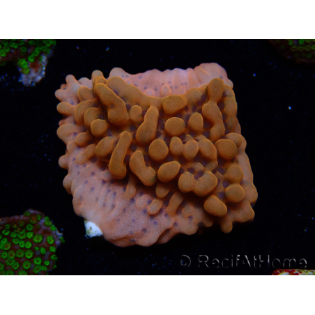 WYSIWYG JF Montipora Altered Ego