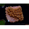 WYSIWYG JF Montipora Altered Ego 11B7