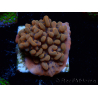 WYSIWYG JF Montipora Altered Ego 11B8