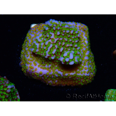 WYSIWYG Montipora Rainbow 11C1