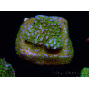 WYSIWYG Montipora Rainbow