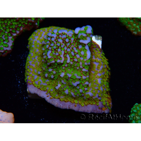 WYSIWYG Montipora Rainbow