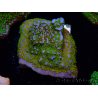 WYSIWYG Montipora Rainbow 11C2