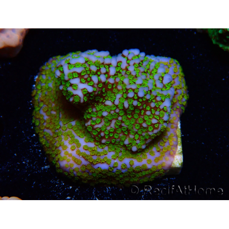 WYSIWYG Montipora Rainbow