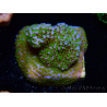 WYSIWYG Montipora Rainbow