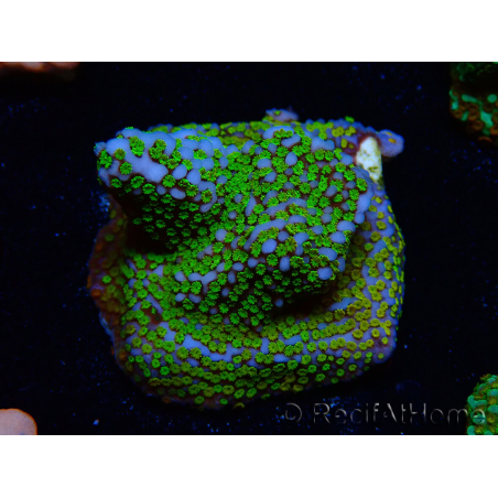 WYSIWYG Montipora Rainbow