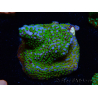 WYSIWYG Montipora Rainbow