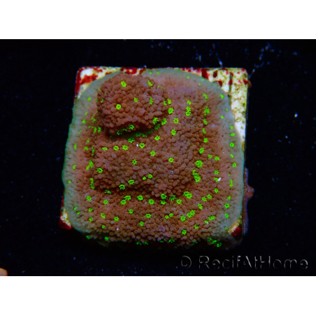 WYSIWYG Montipora Habanero
