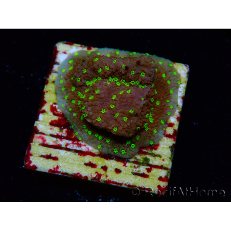 WYSIWYG Montipora Habanero