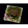 WYSIWYG Montipora Habanero