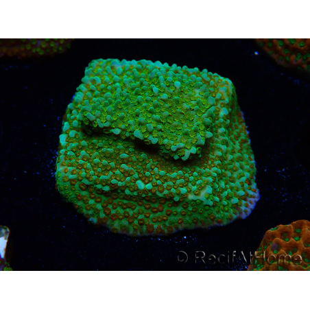 WYSIWYG Montipora Chili Pepper
