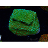 WYSIWYG Montipora Chili Pepper