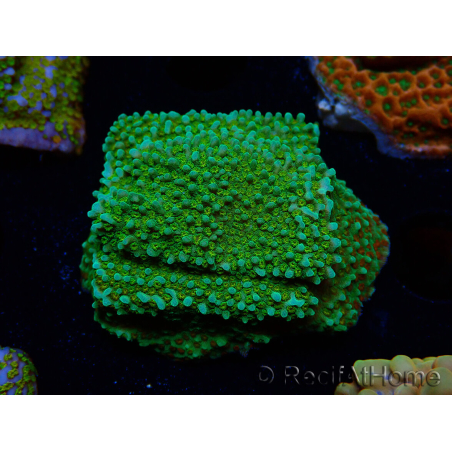 WYSIWYG Montipora Chili Pepper