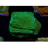 WYSIWYG Montipora Chili Pepper