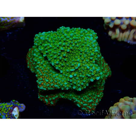 WYSIWYG Montipora Chili Pepper