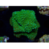 WYSIWYG Montipora Chili Pepper