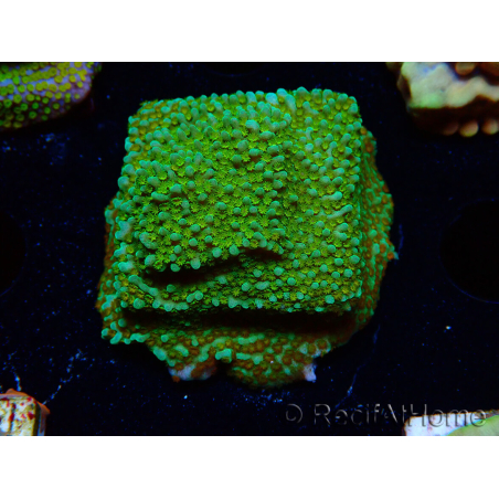 WYSIWYG Montipora Chili Pepper 11D4