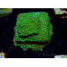 WYSIWYG Montipora Chili Pepper 11D4
