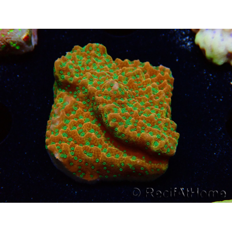 WYSIWYG RAH Montipora Phoenix evolution