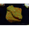 WYSIWYG RAH Montipora Phoenix evolution